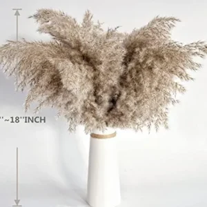 Pampas Grass Decor, Natural Dry Pampas Grass Small, Short Pampass Bulk for Farmhouse, Wall, Kitchen, Bedroom Decor, Office Decor (17 inch )