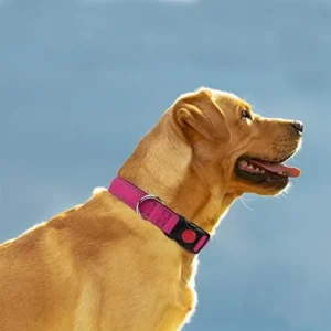 Taglory Reflective Dog Collar with Safety Locking Buckle, Adjustable Nylon Pet Collars for Medium Dogs Female Male, Hot Pink, M