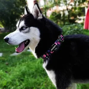 KISSBAK Dog Collar for Small Dogs – Special Design Cute Girl Dog Pet Collar Soft Adjustable Fancy Floral Girl Puppy Dog Collars (S, Floral)